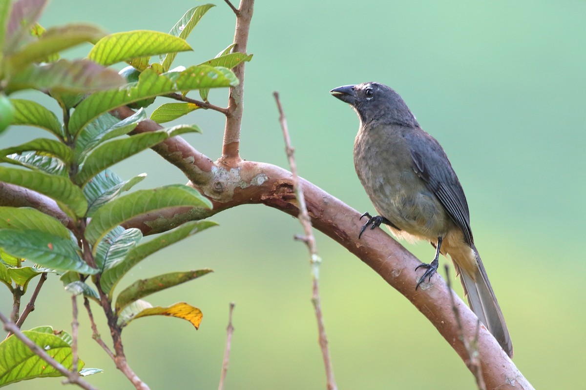 Cinnamon-bellied Saltator - ML641034311