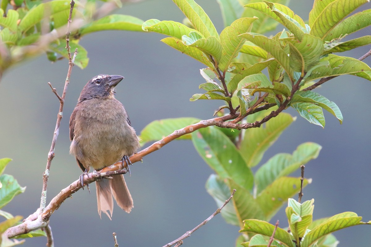 Cinnamon-bellied Saltator - ML641034312