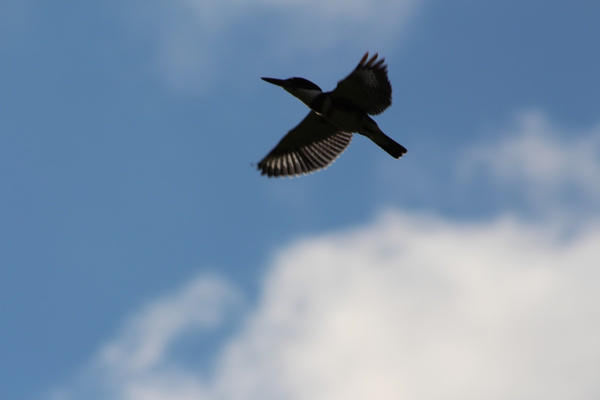 Belted Kingfisher - ML641034318