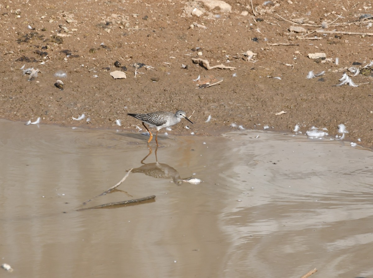 Lesser Yellowlegs - ML641034322