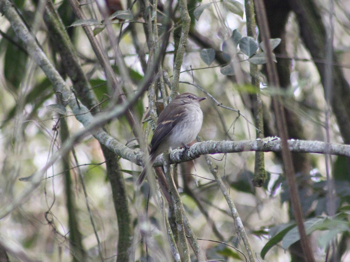Fuscous Flycatcher - ML641034375