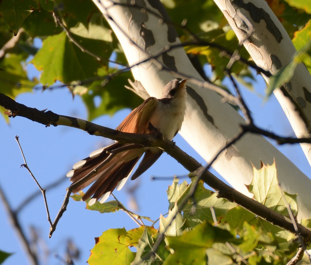 Yellow-billed Cuckoo - ML641034383