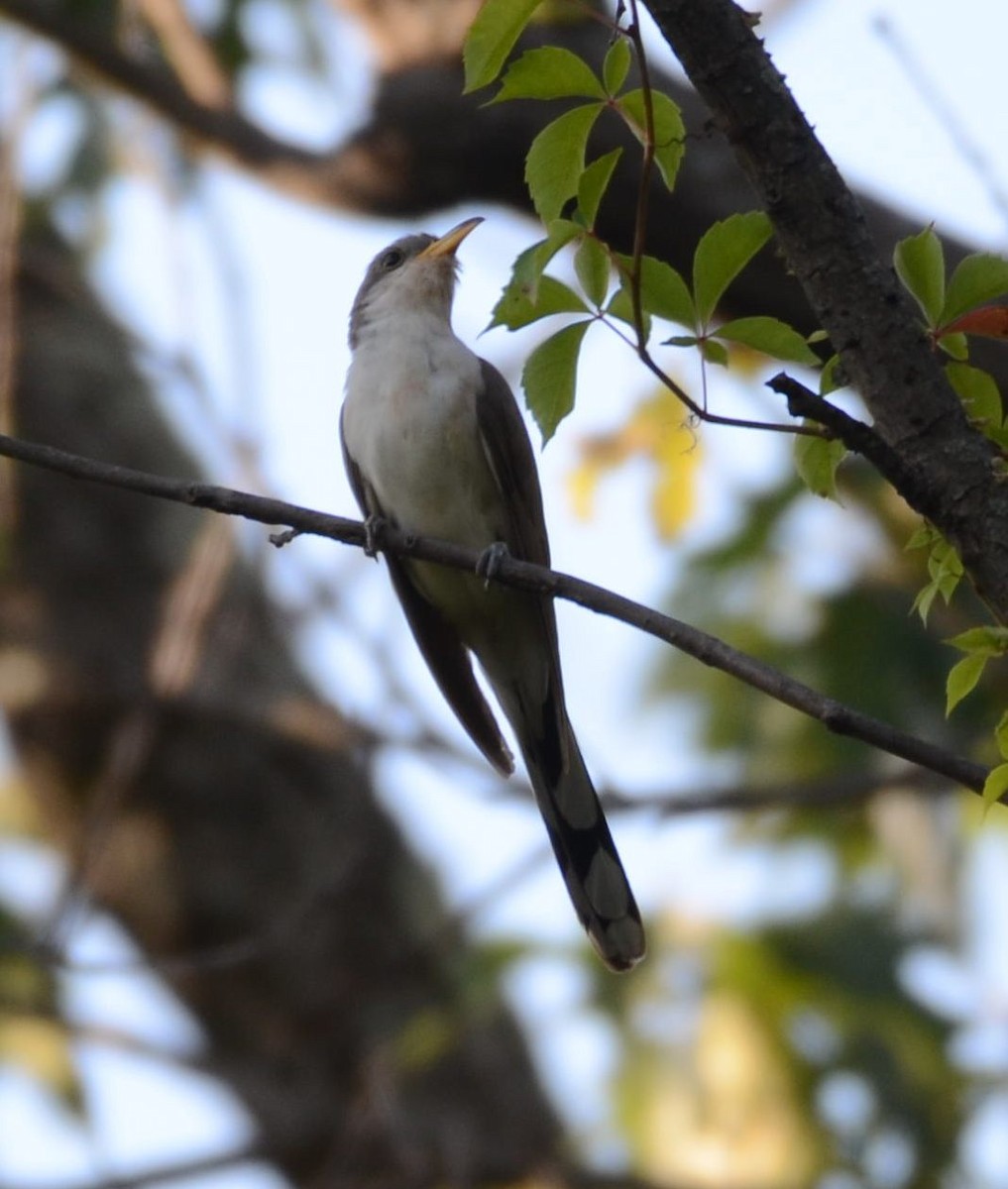 Yellow-billed Cuckoo - ML641034388