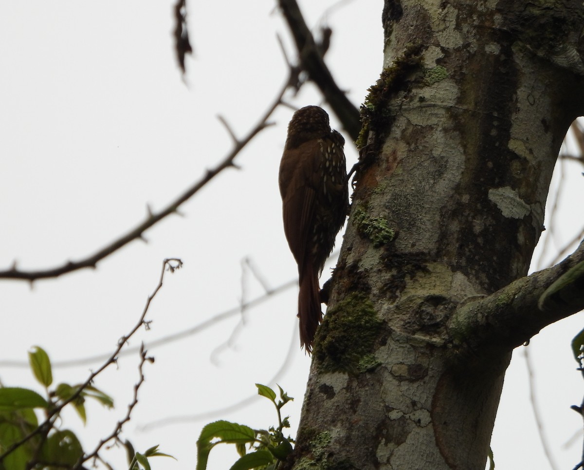 Montane Woodcreeper - ML641034394