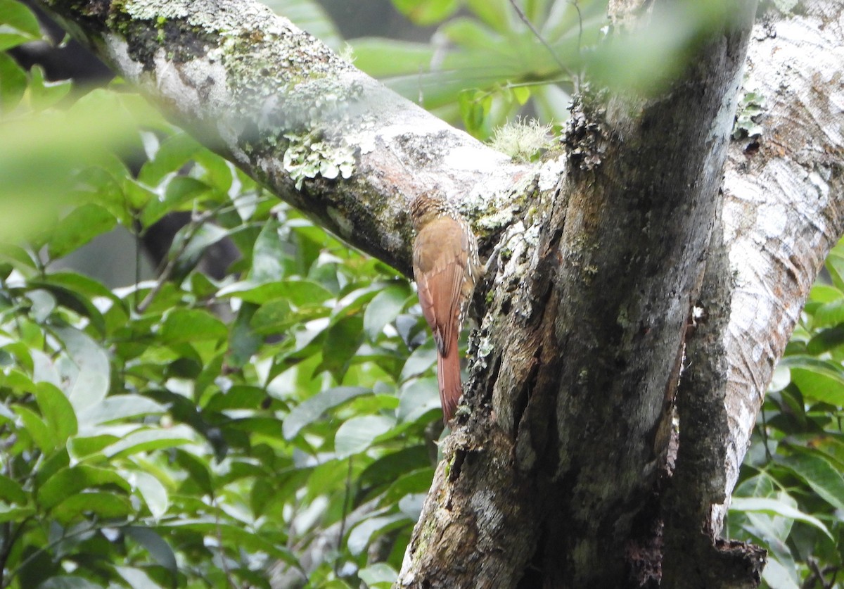 Montane Woodcreeper - ML641034395