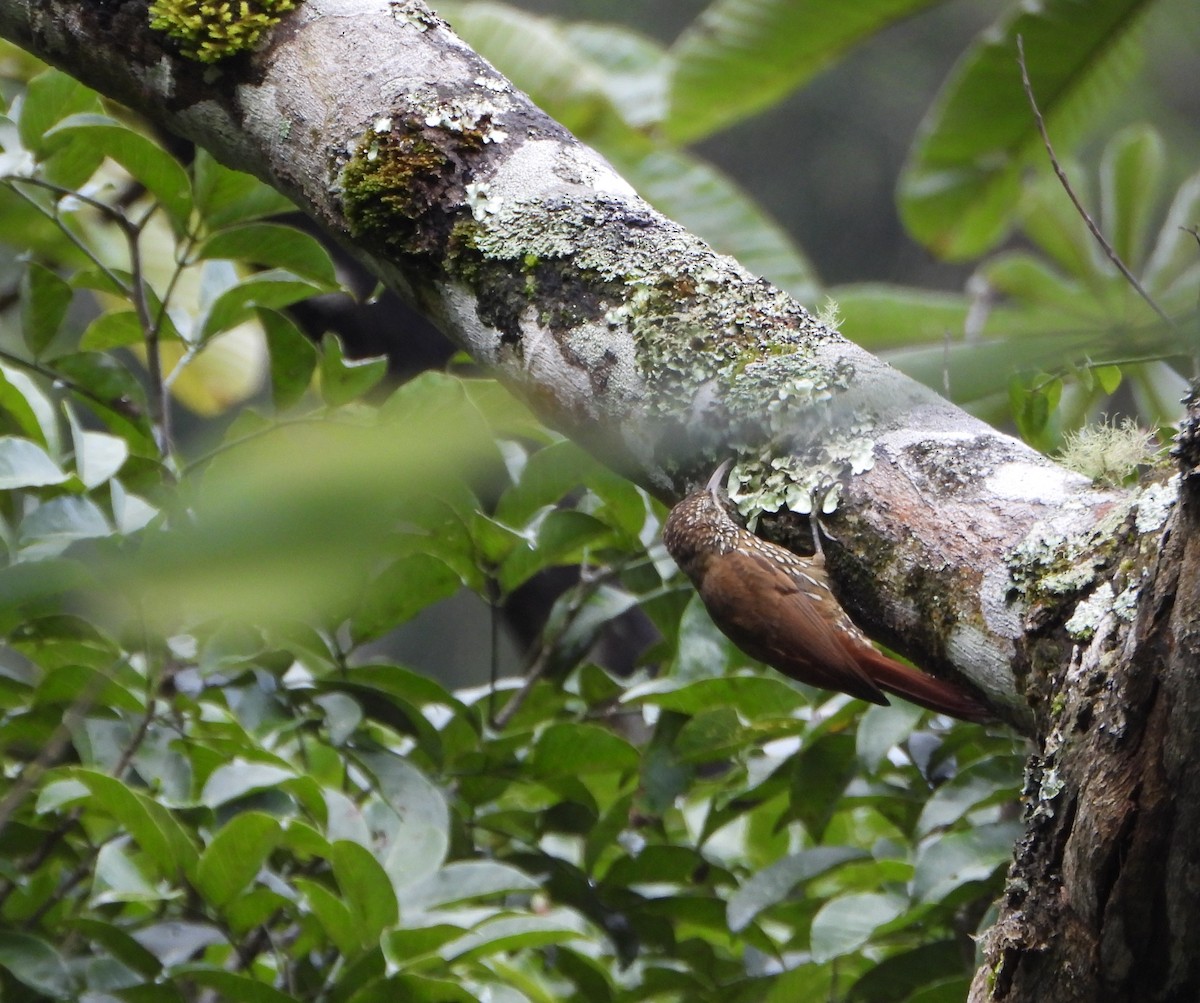 Montane Woodcreeper - ML641034396