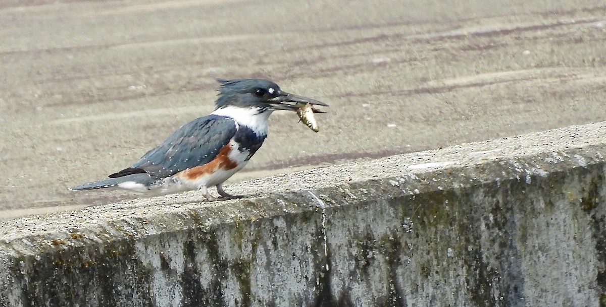 Belted Kingfisher - ML641034405