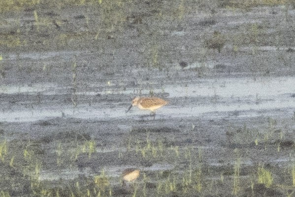 Western Sandpiper - ML641034407