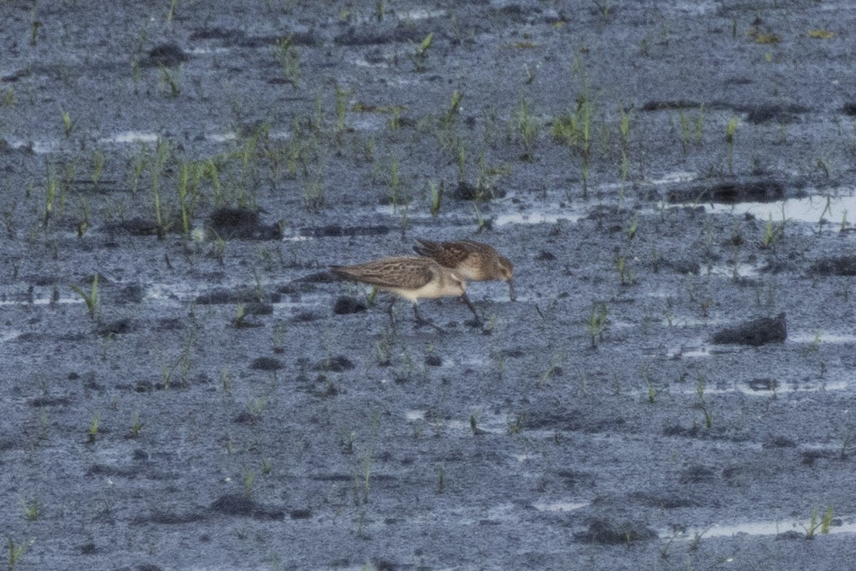 Western Sandpiper - ML641034408
