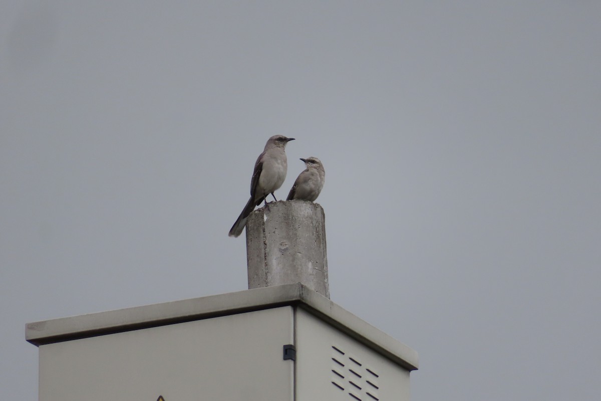 Tropical Mockingbird - ML641034411