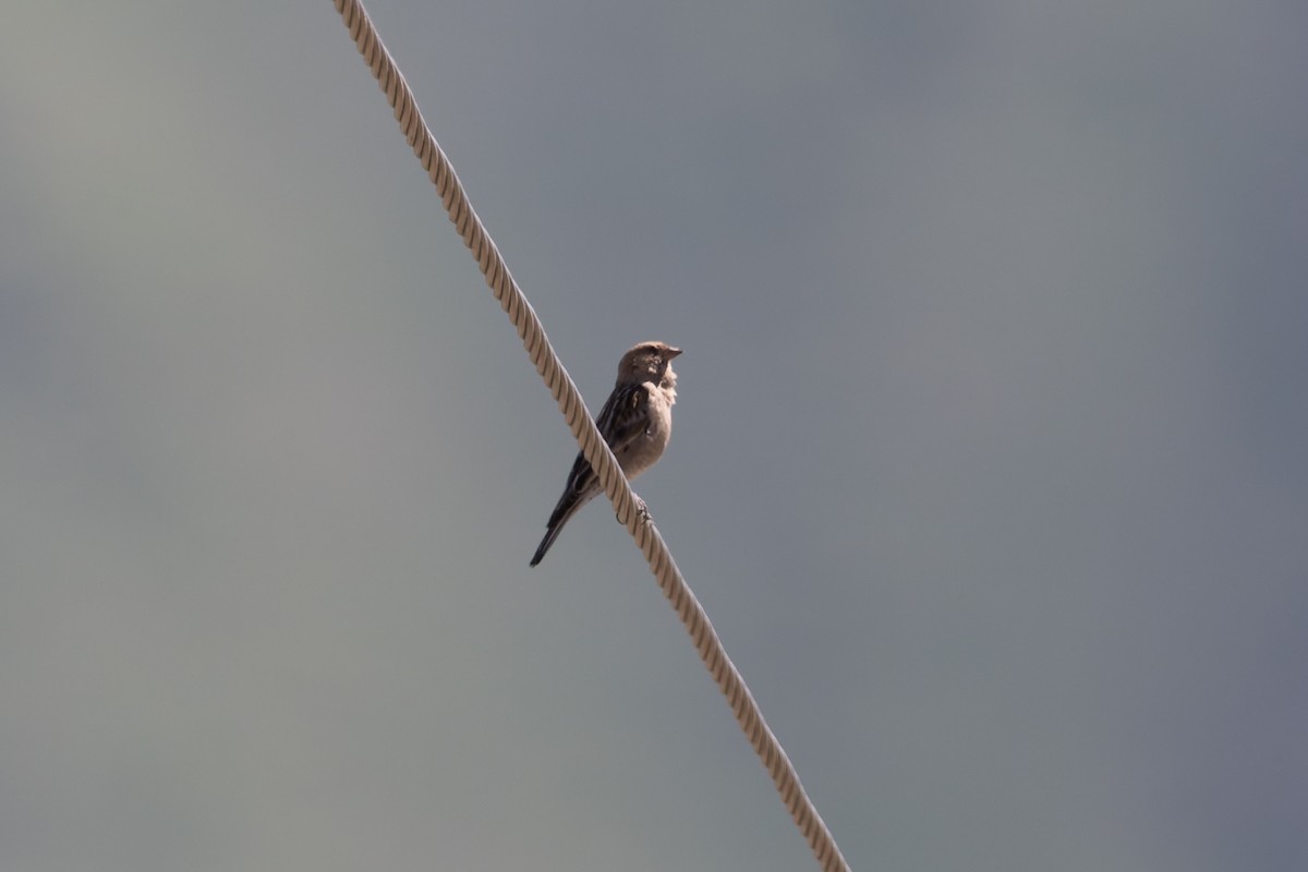 Pinzón Montano de Hodgson - ML641034446