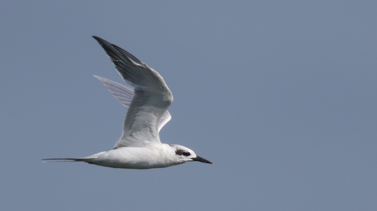 Forster's Tern - ML641034469