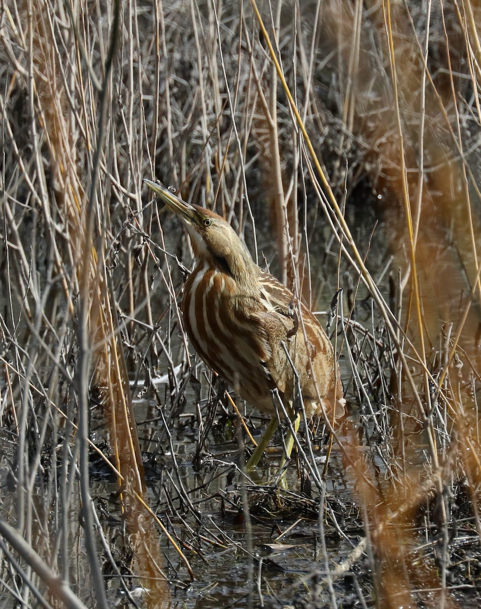 American Bittern - ML641034489