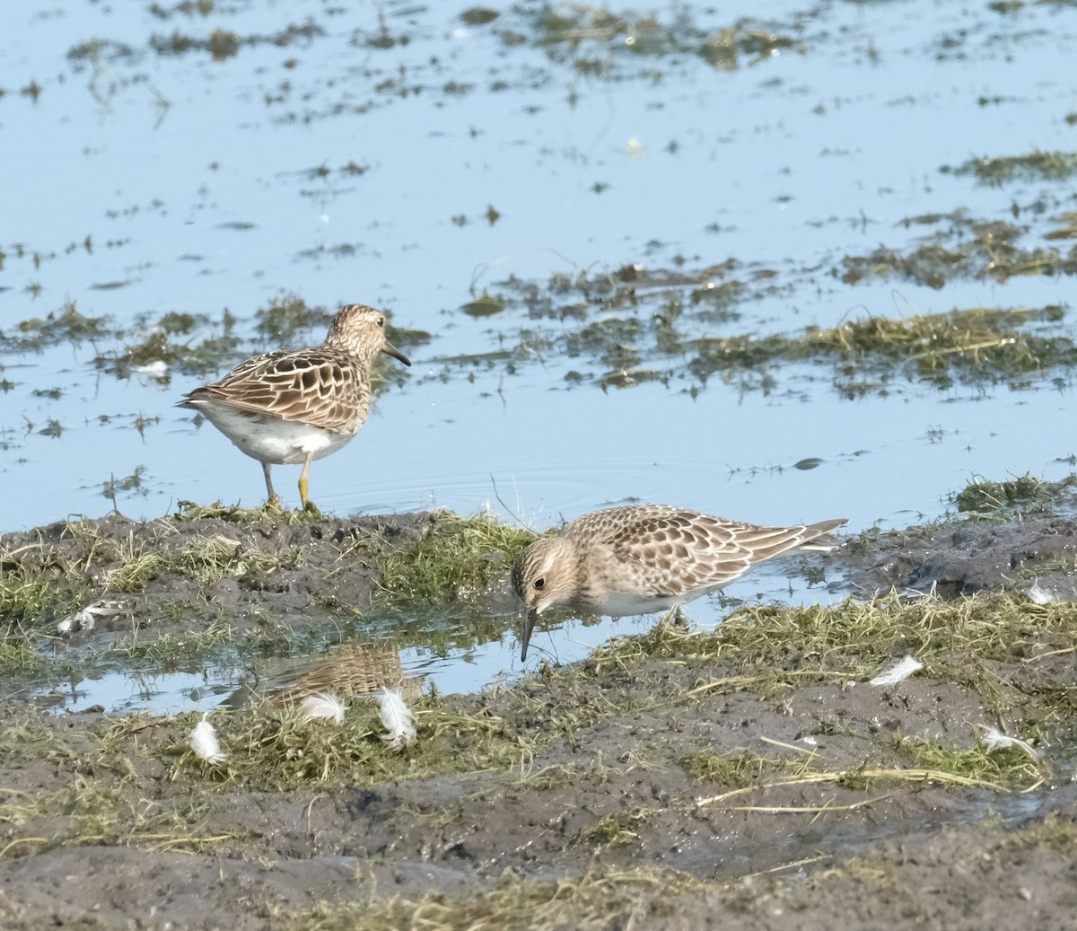 Pectoral Sandpiper - ML641034508