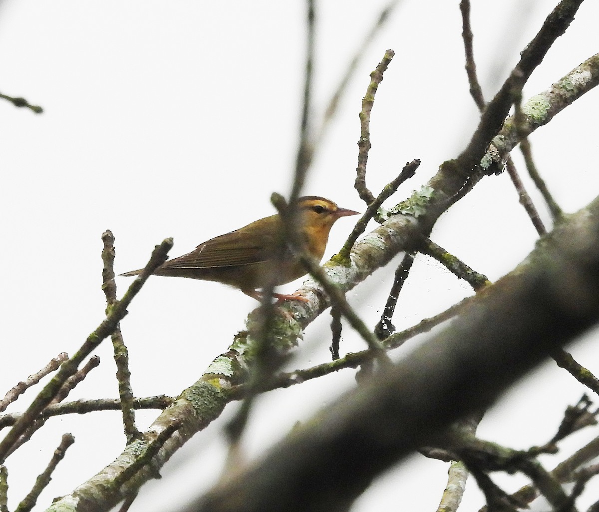 Worm-eating Warbler - ML641034587