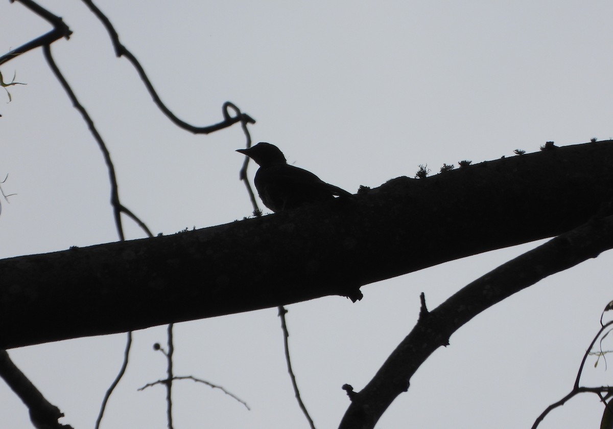 Glossy-black Thrush - ML641034590