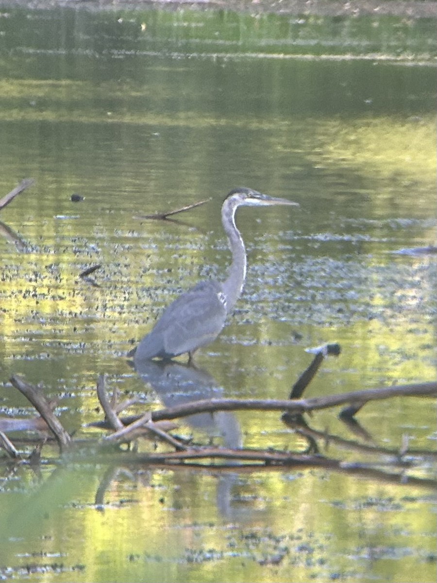 Great Blue Heron - ML641034600