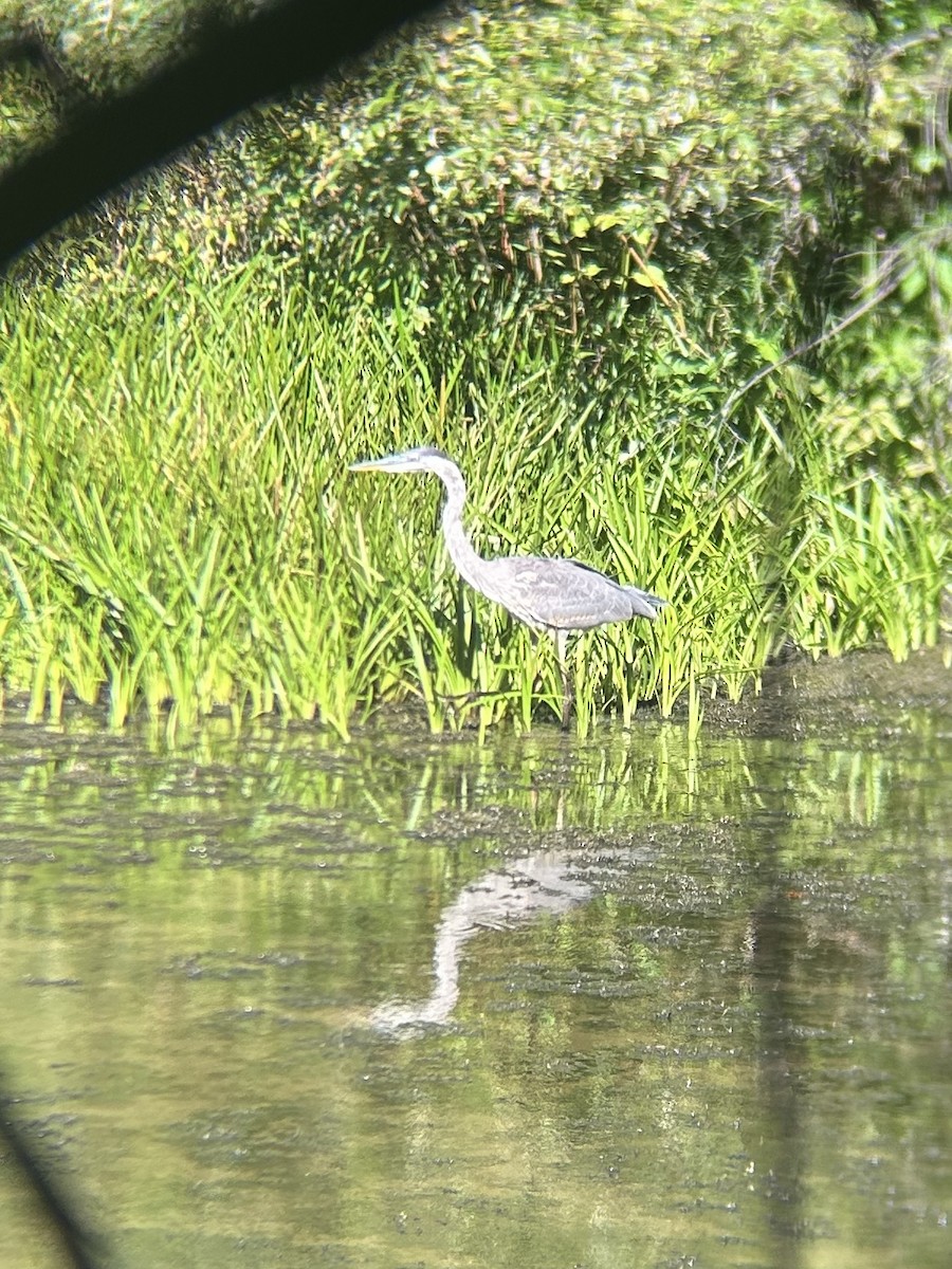 Great Blue Heron - ML641034601