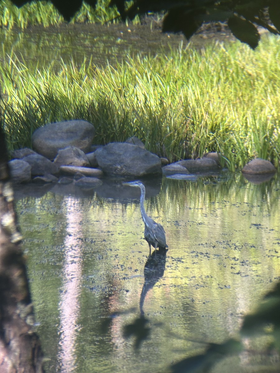 Great Blue Heron - ML641034602
