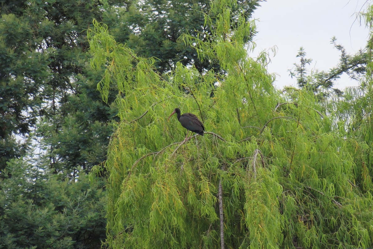 Ibis à face nue - ML641034603