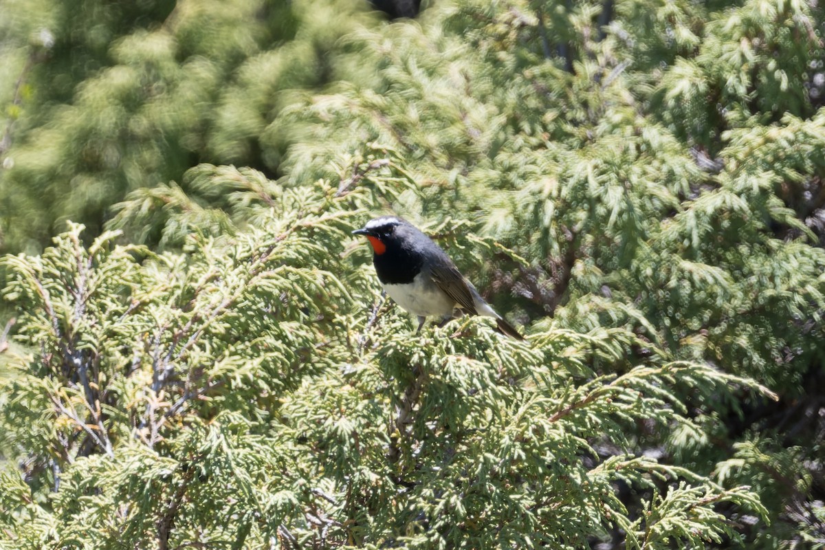 Himalayan Rubythroat - ML641034606