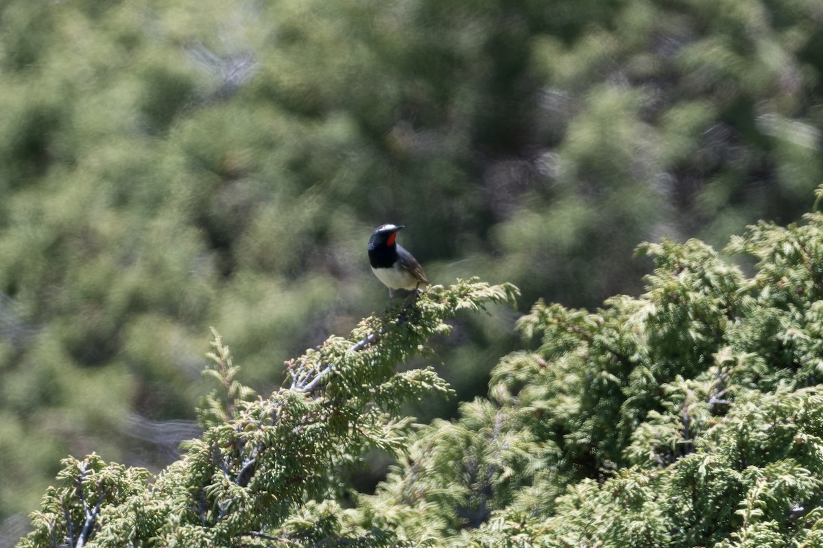 Himalayan Rubythroat - ML641034607
