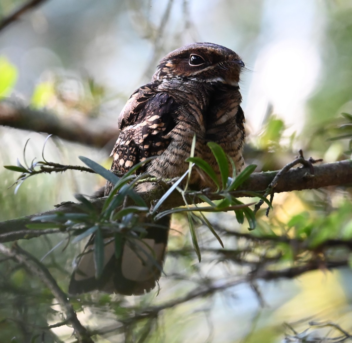 Large-tailed Nightjar - ML641034615