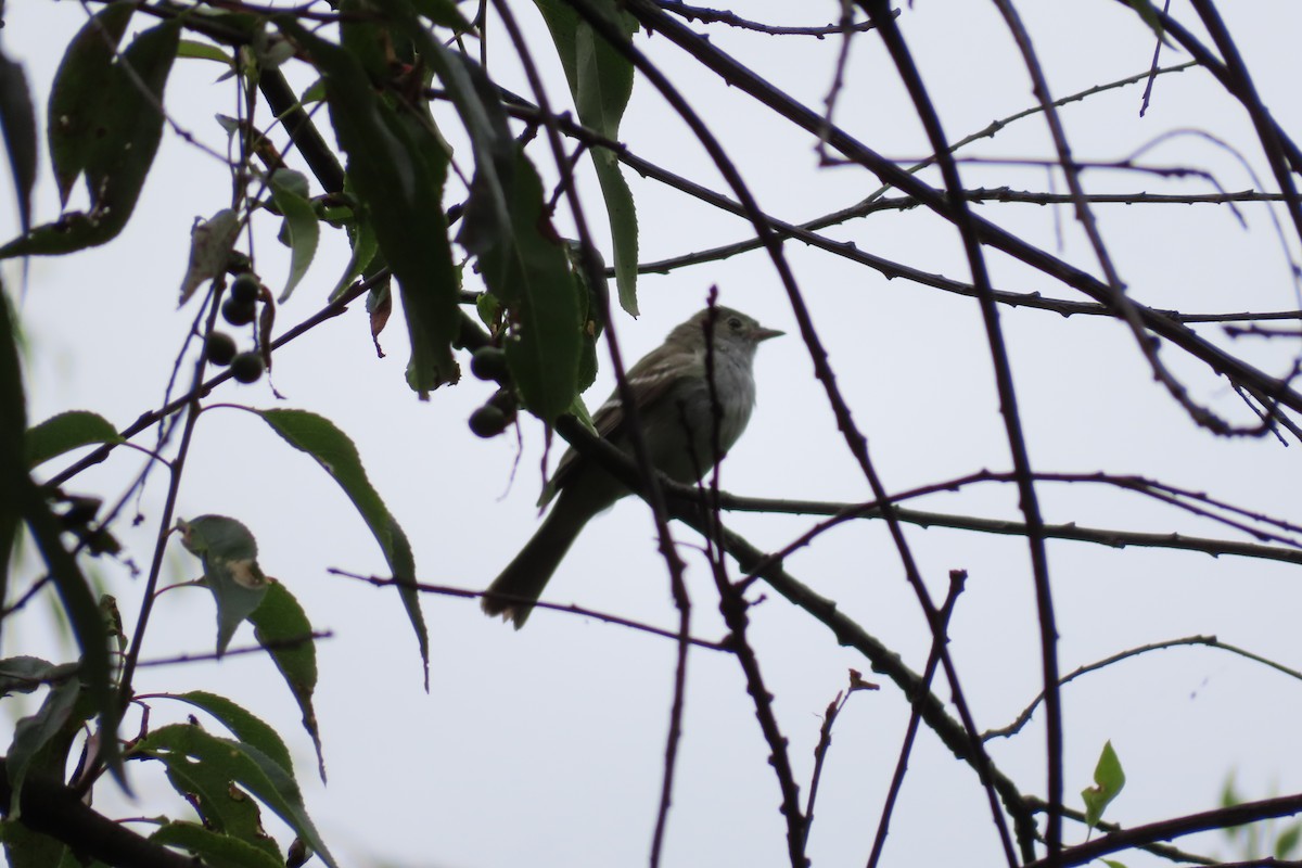 Mountain Elaenia - ML641034622