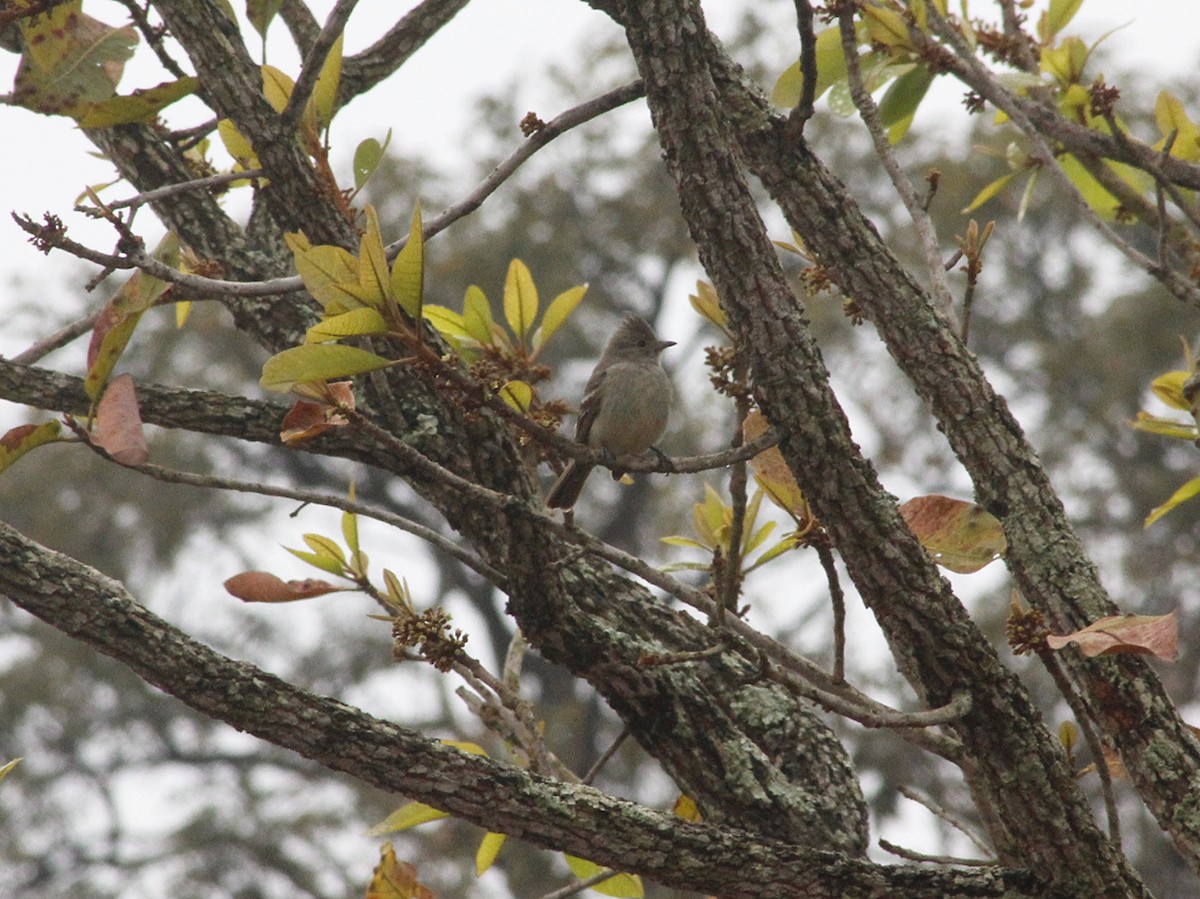 Plain-crested Elaenia - ML641034652