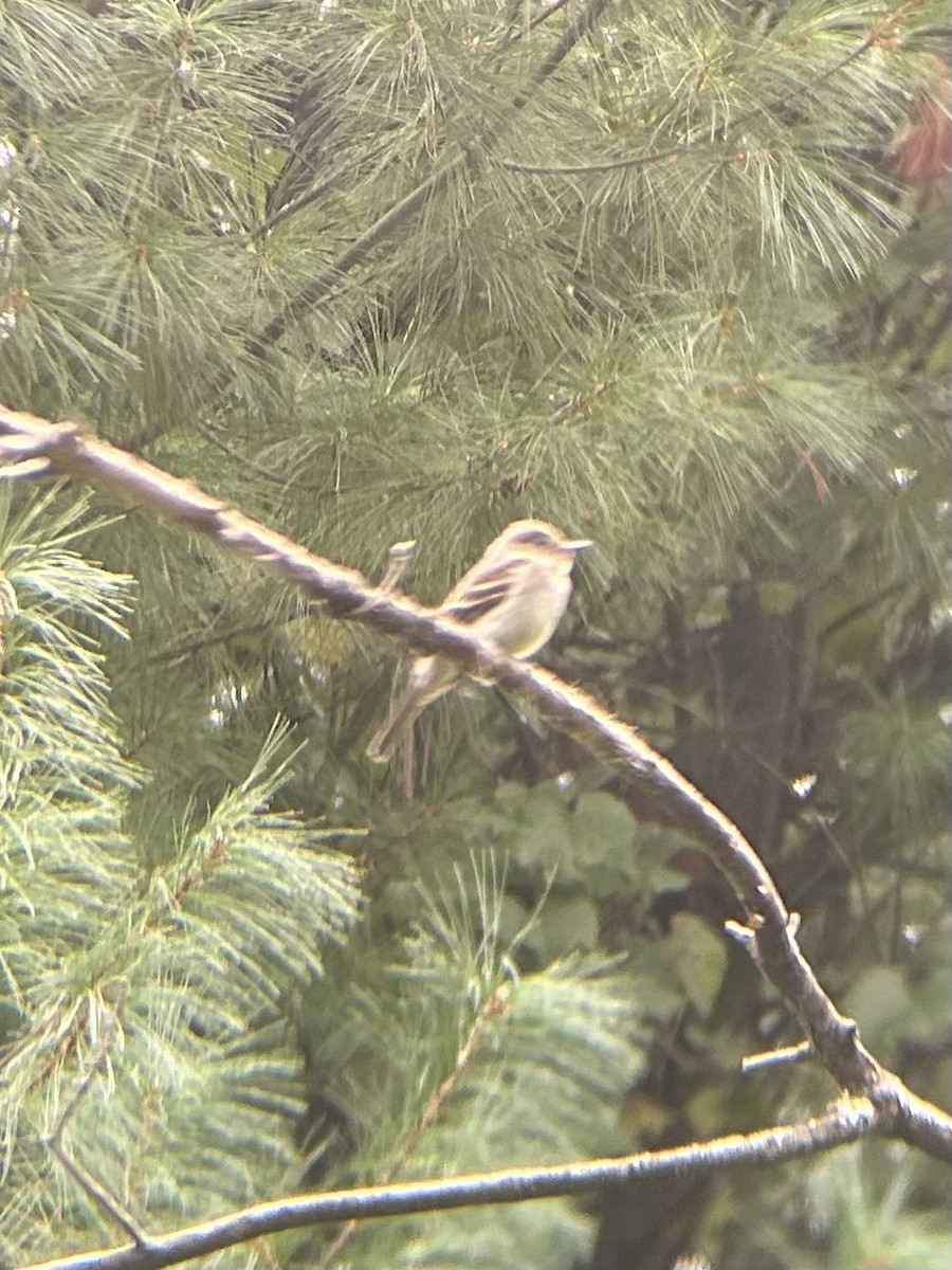 Least Flycatcher - ML641034723