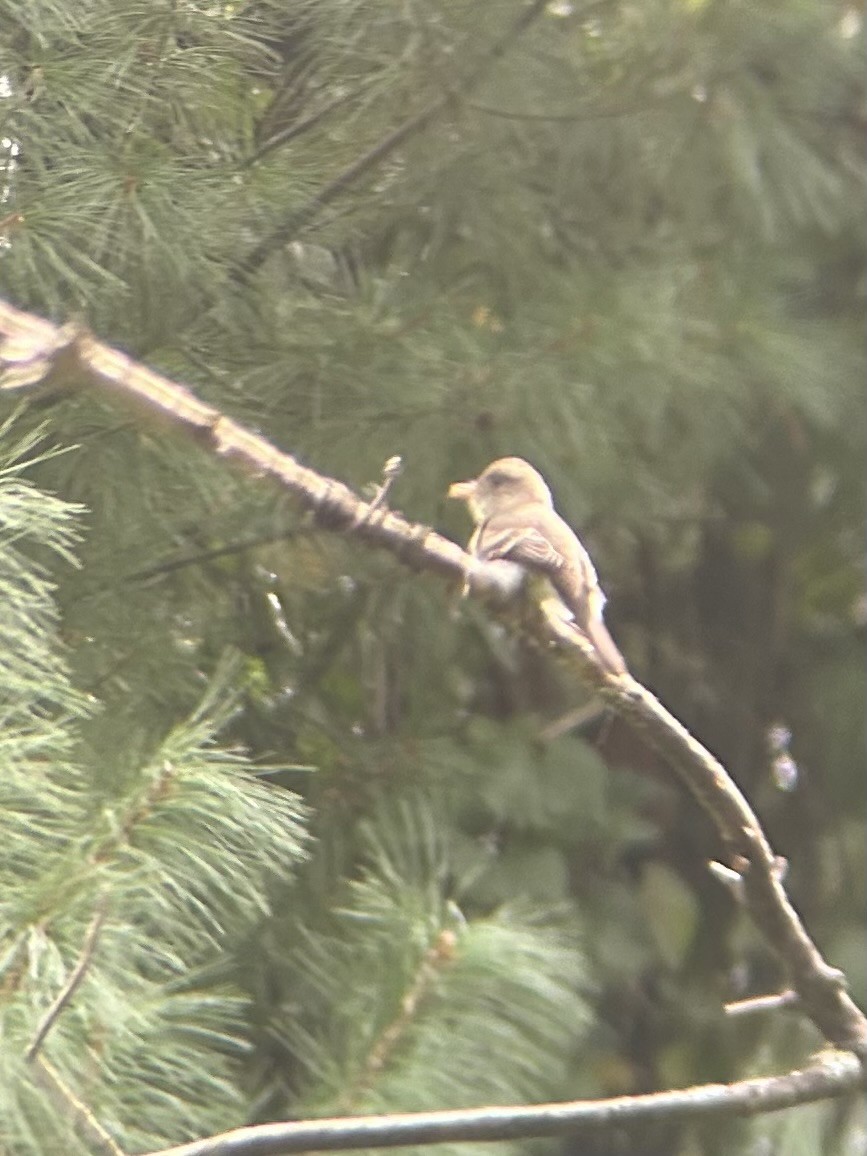 Least Flycatcher - ML641034724