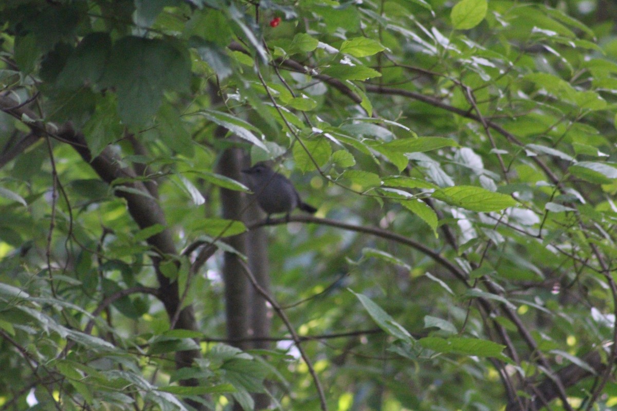 Katzenspottdrossel - ML641034737