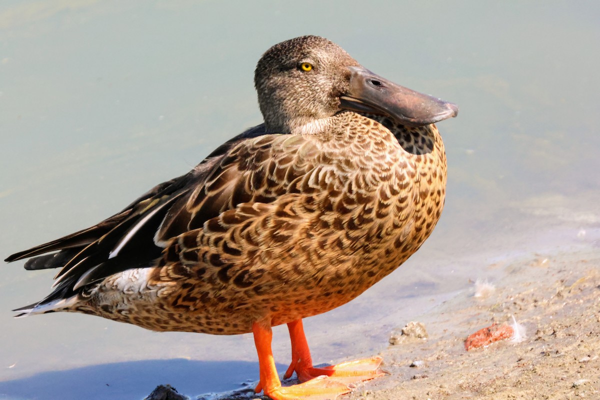 Northern Shoveler - ML641034765