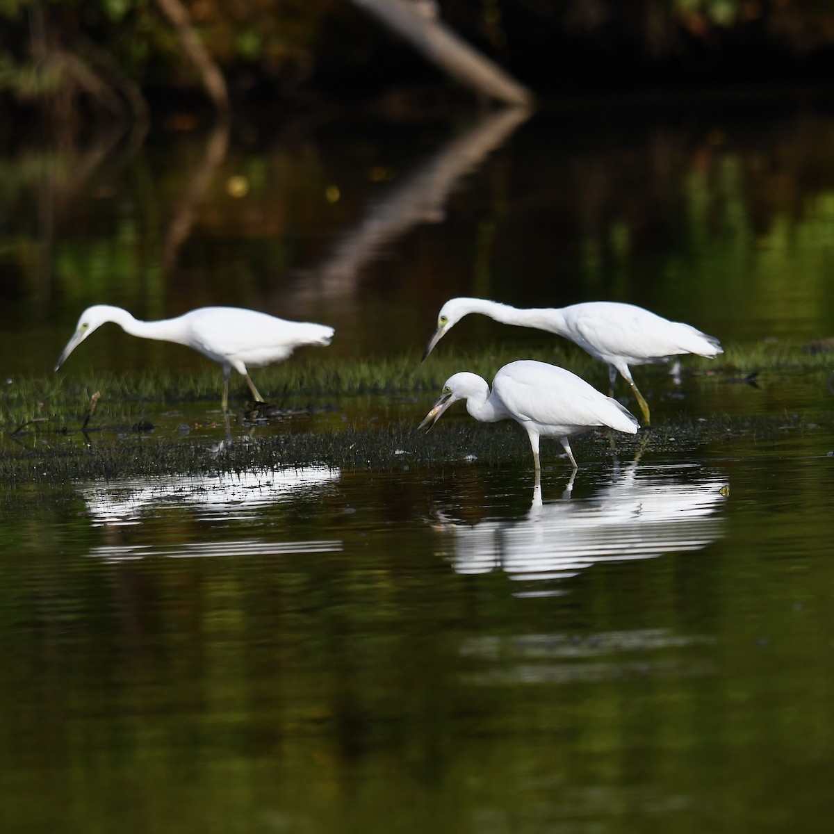 Little Blue Heron - ML641034779