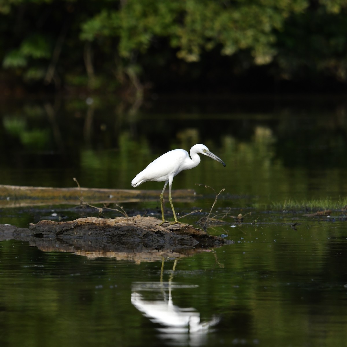 Little Blue Heron - ML641034806