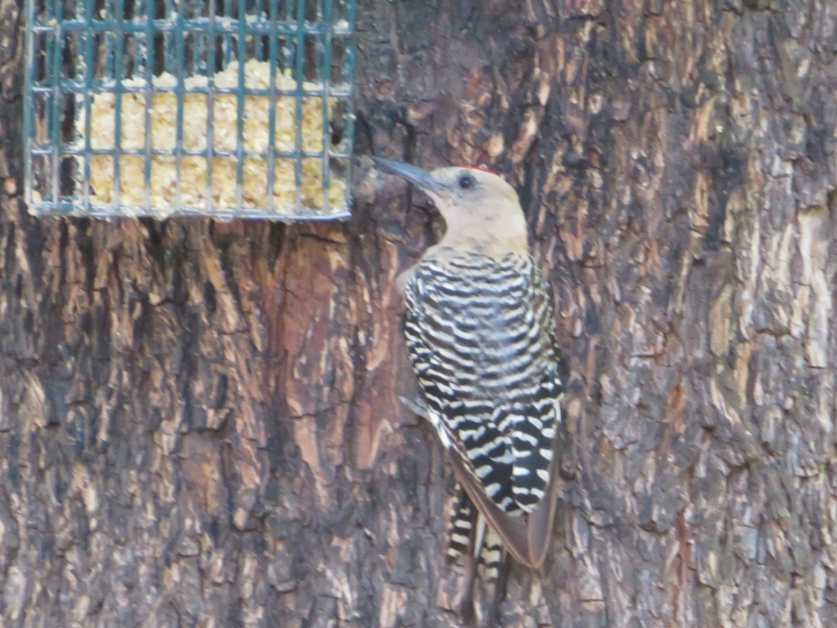 Gila Woodpecker - ML641034812