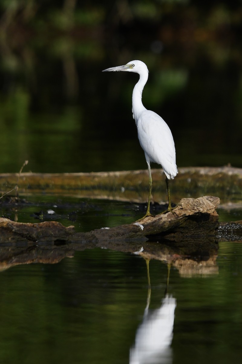 Little Blue Heron - ML641034814