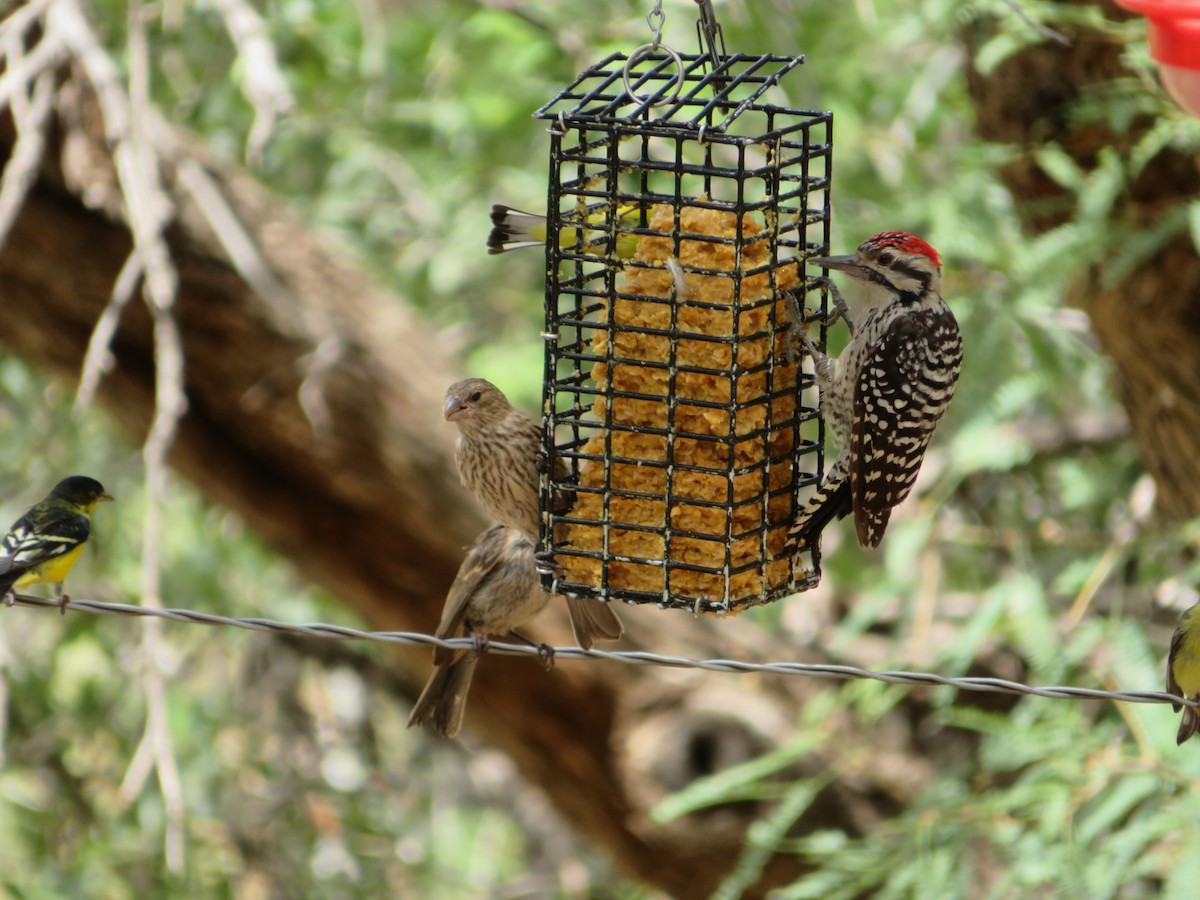 Ladder-backed Woodpecker - ML641034828