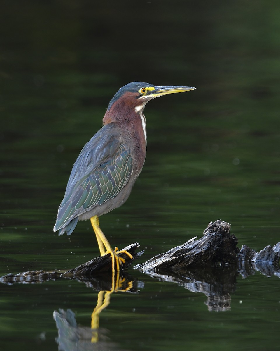 Green Heron - ML641034836
