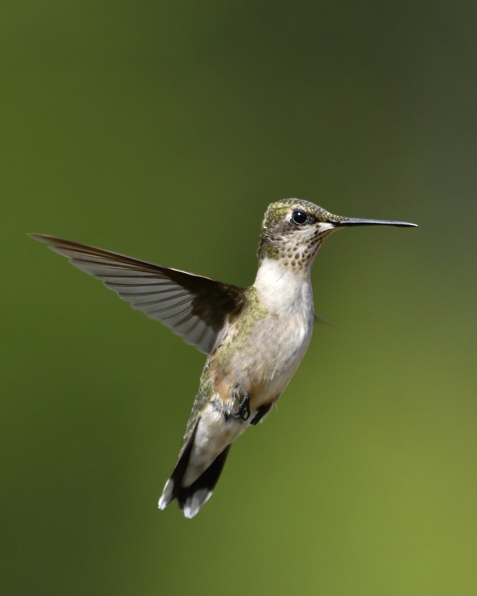 Ruby-throated Hummingbird - ML641034859