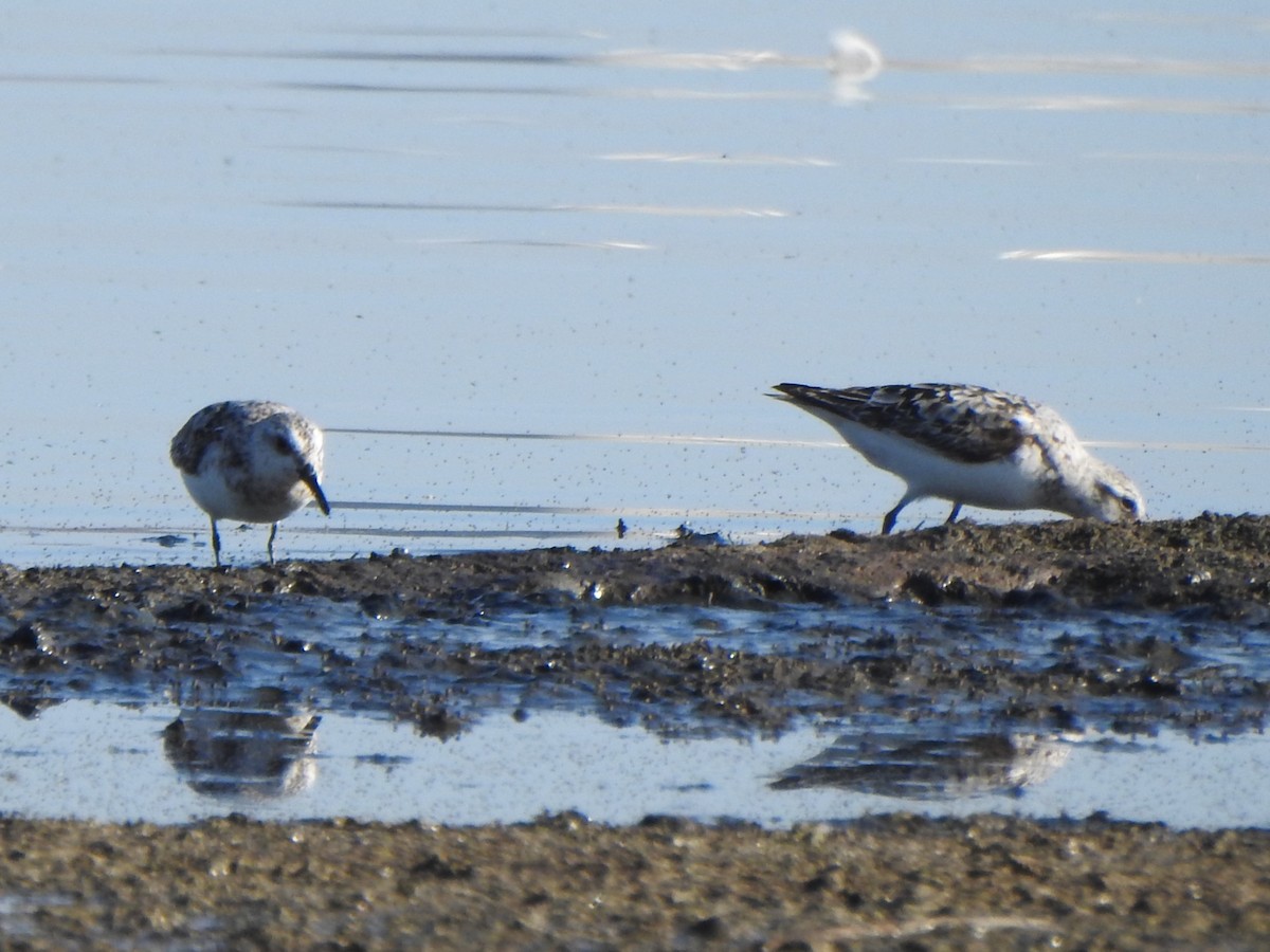Гурвалж элсэг - ML641034860