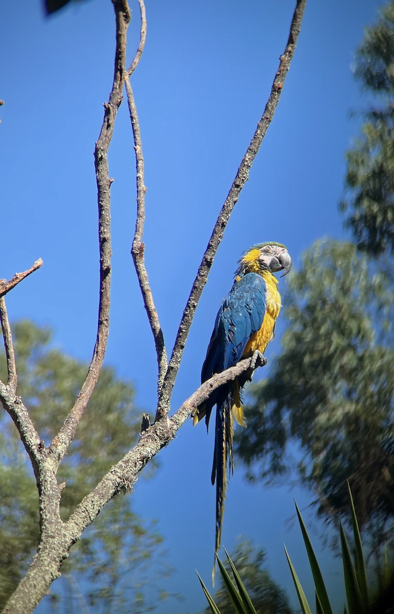 Blue-and-yellow Macaw - ML641034865