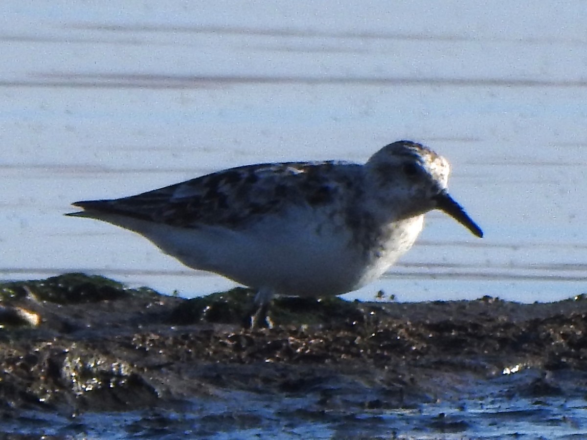 Гурвалж элсэг - ML641034866