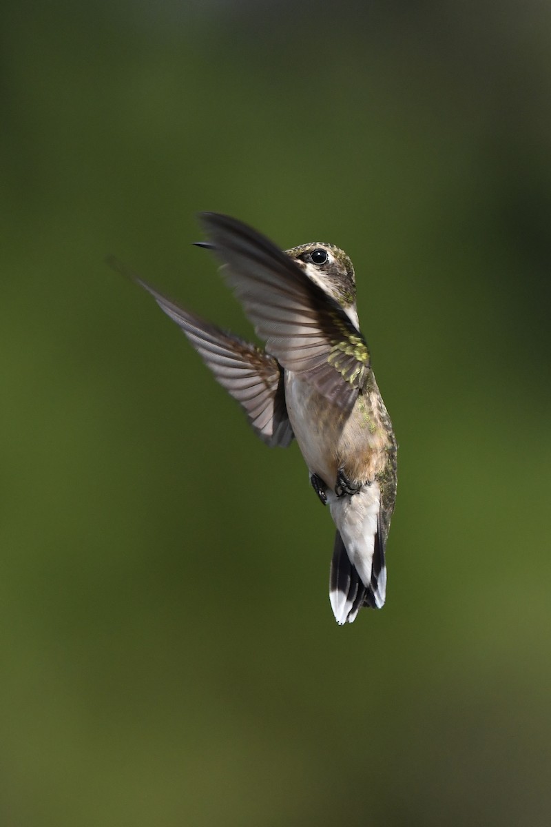 Ruby-throated Hummingbird - ML641034868