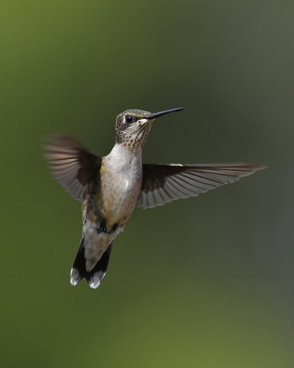 Ruby-throated Hummingbird - ML641034871