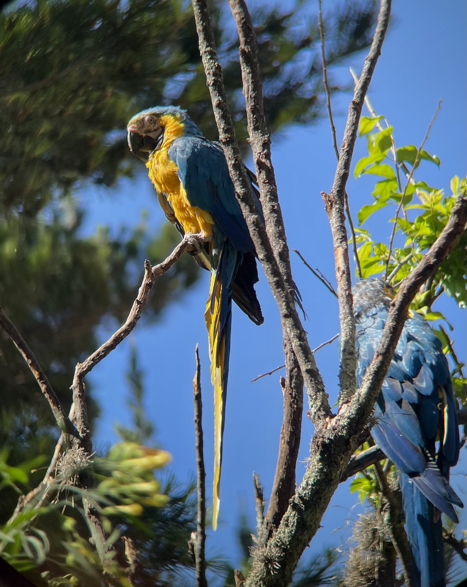 Blue-and-yellow Macaw - ML641034879