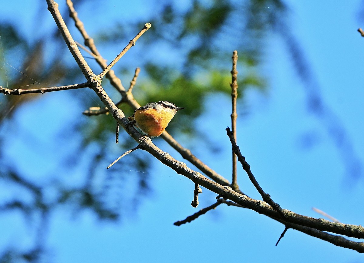 Red-breasted Nuthatch - ML641034883