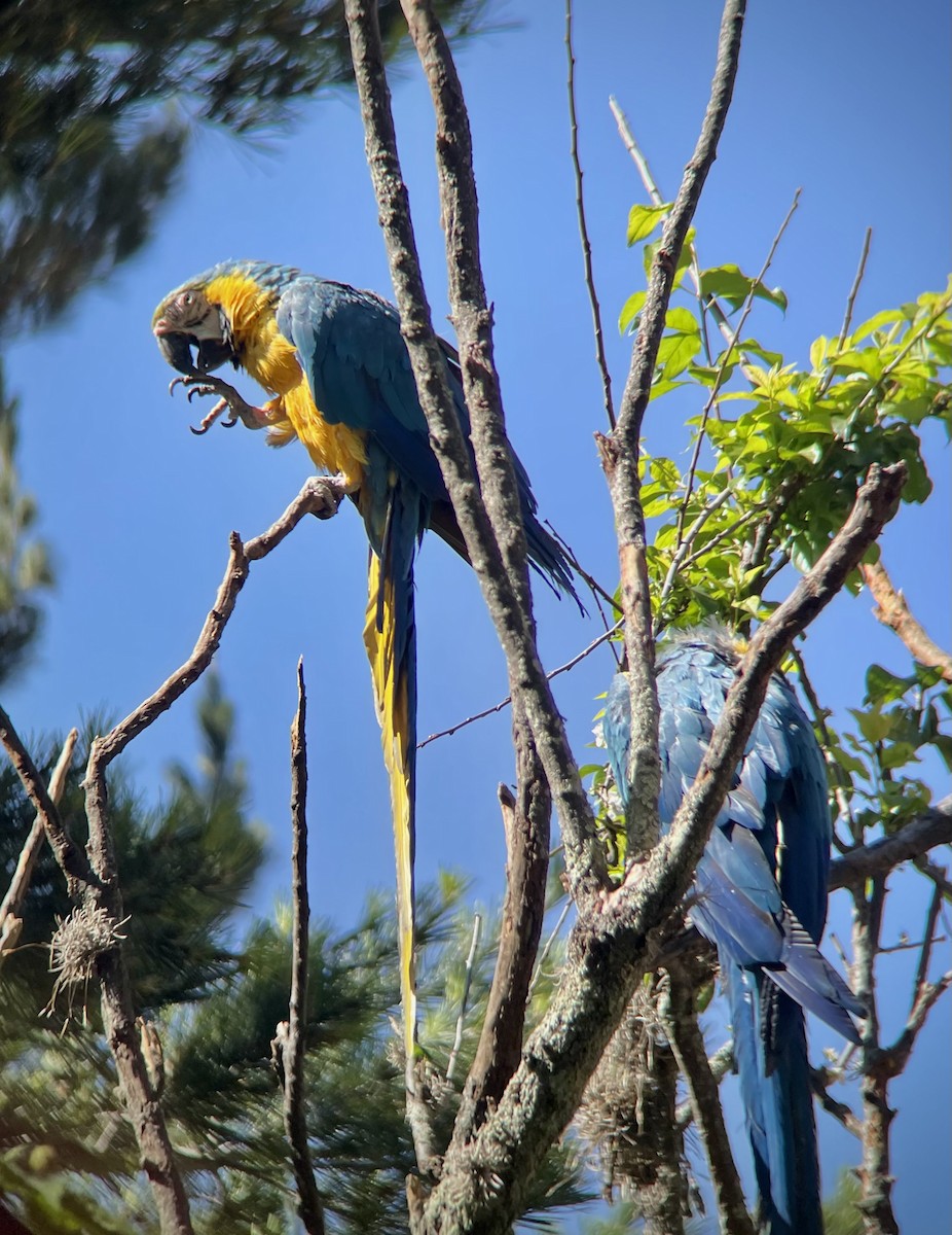 Blue-and-yellow Macaw - ML641034900