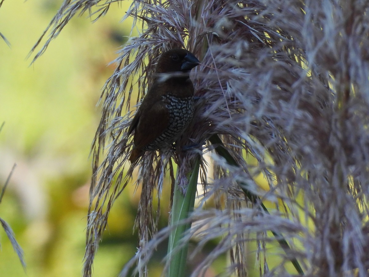 panenka muškátová - ML641034903