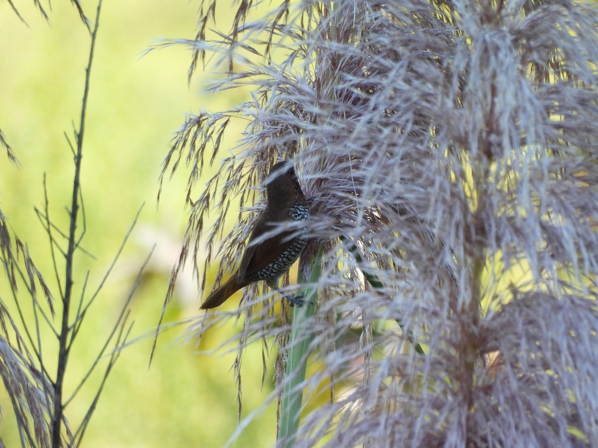 panenka muškátová - ML641034904